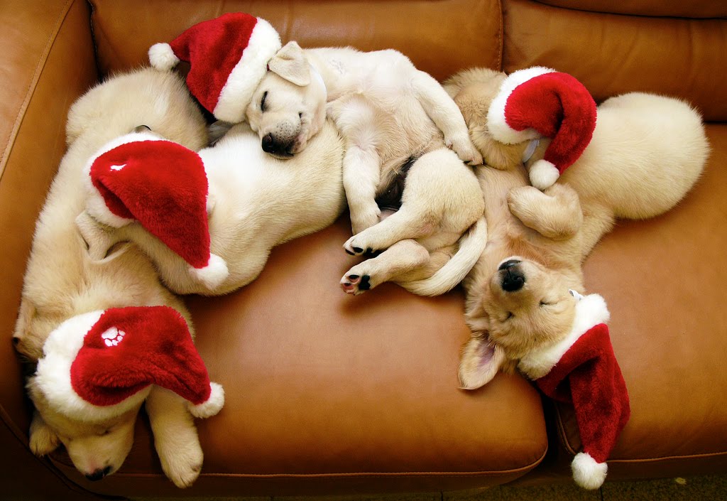 cute-christmas-puppies1.jpg