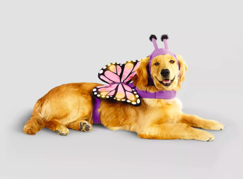 23 The Pet Costume Contest ideas