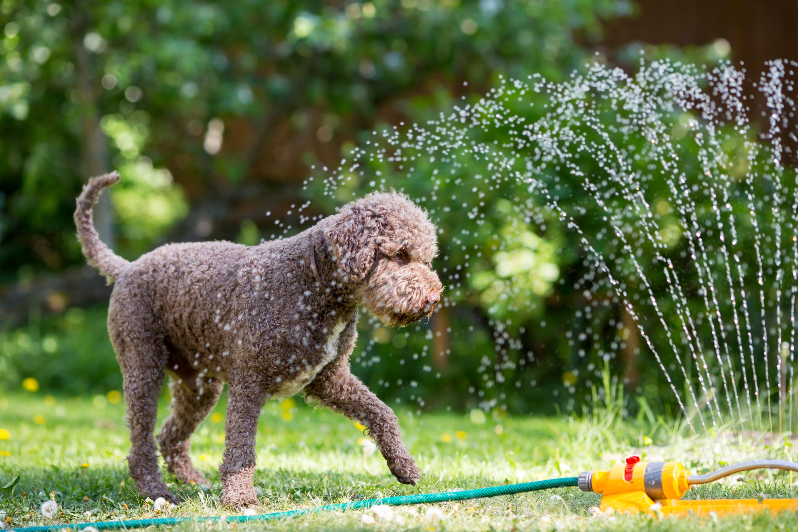 Remember When You Could Use Waterdogs for Bait?