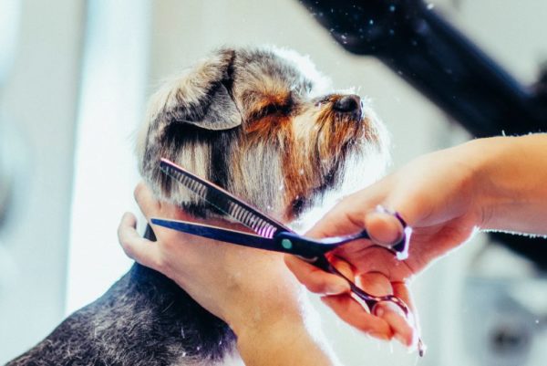 how-often-should-i-get-my-dog-grooming-very-important-paws