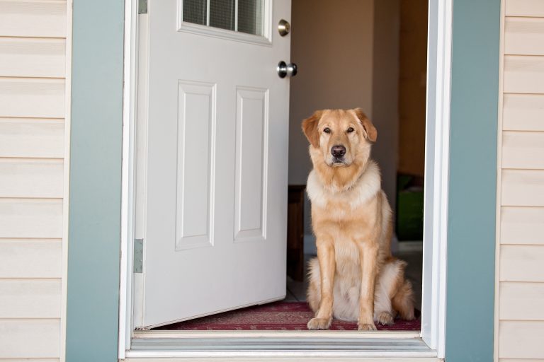 Why Does My Dog Bark When The Doorbell Rings VIP