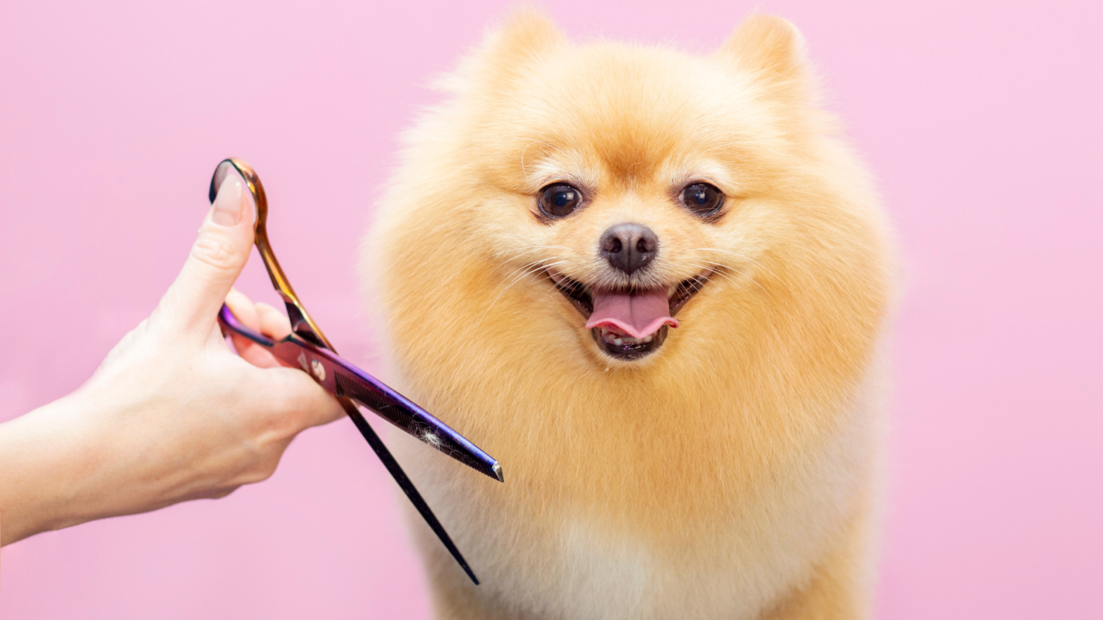 Top 10 Benefits Of Dog Grooming - Very Important Paws