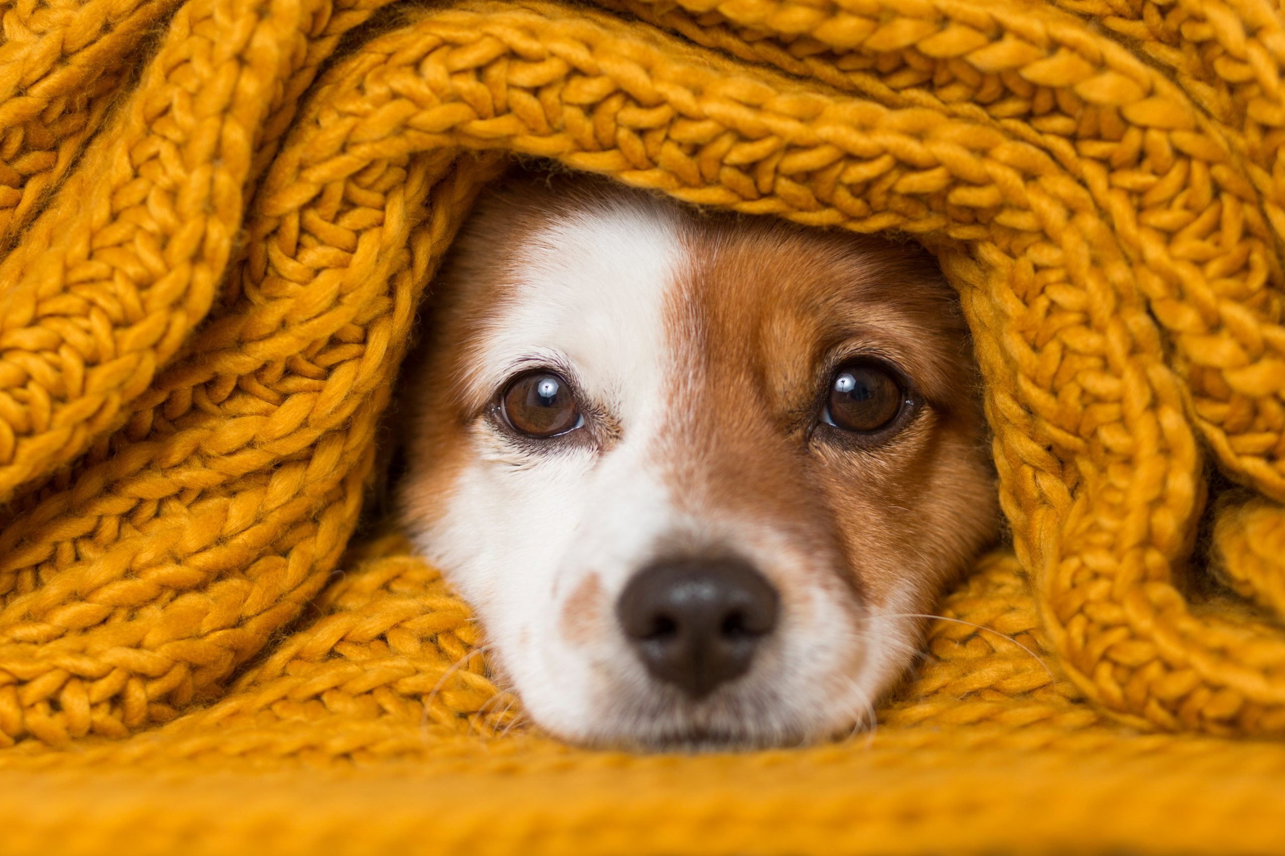 Must-Have Winter Essentials For Your Pets