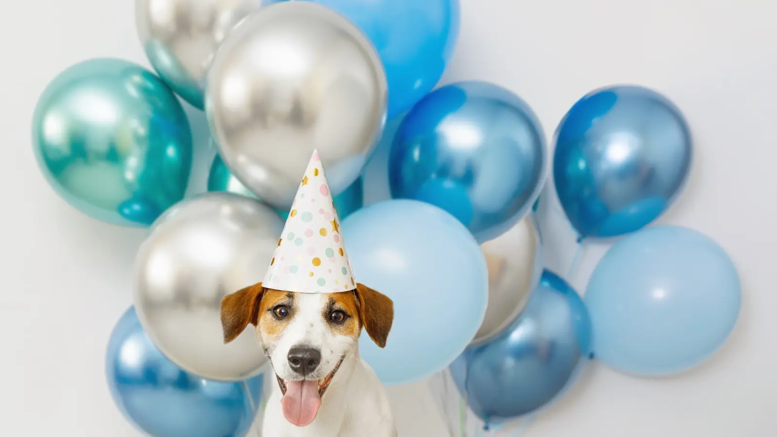 Popular Themes for Dog Birthday Parties