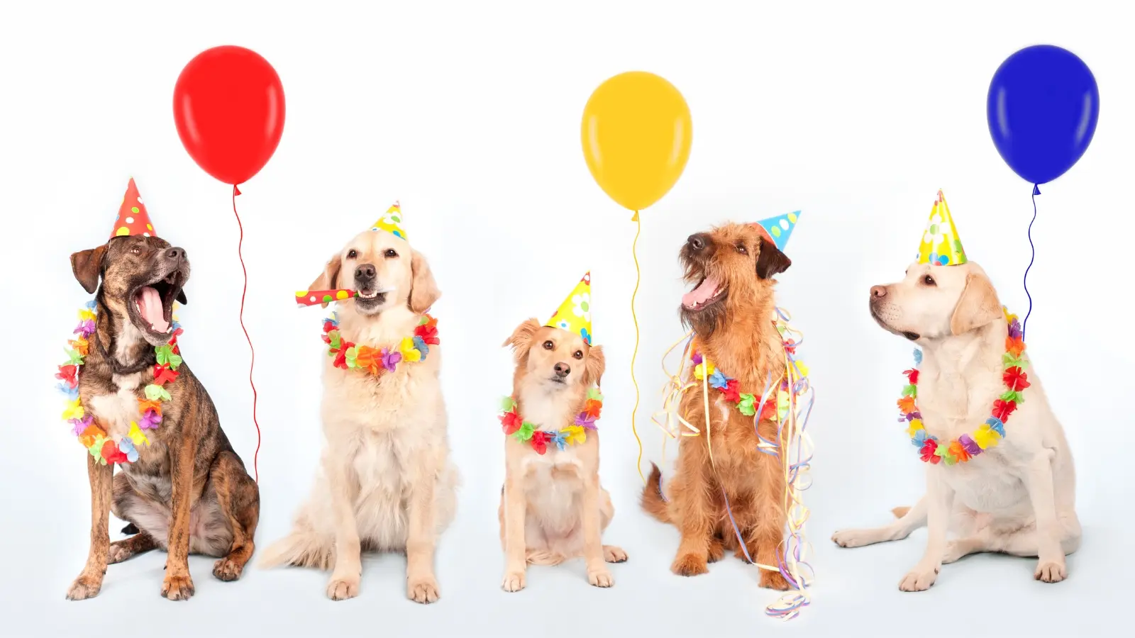 Safety Tips for Hosting a Dog Birthday Party