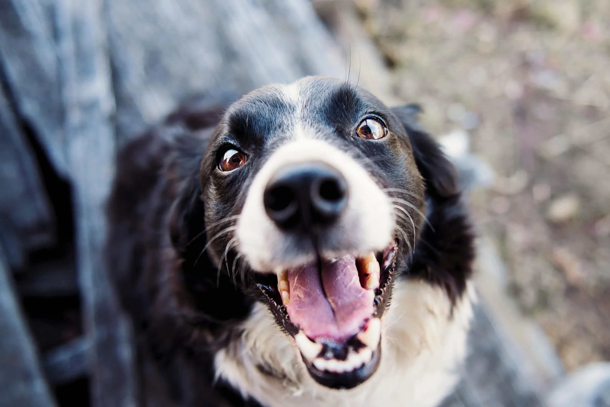 Know the Difference Between Dog Boarding and Dog Sitting