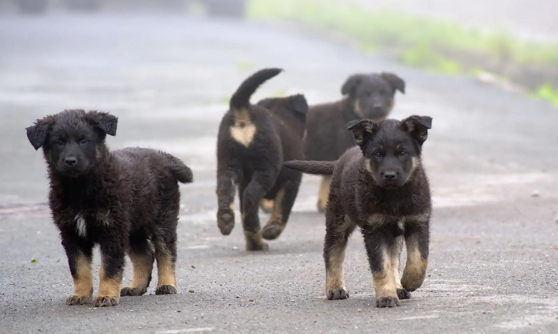 Trained Staff and Special Care - Dog Hotel Service