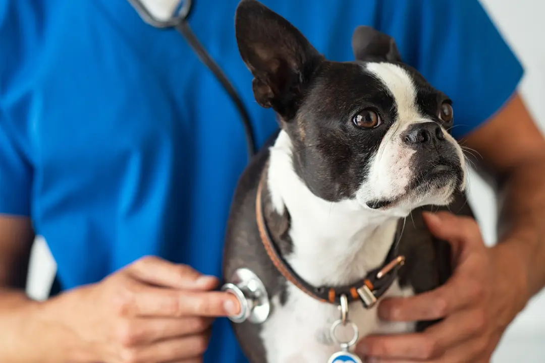 Mysterious Canine Respiratory Disease: There Is No Reason To Panic!