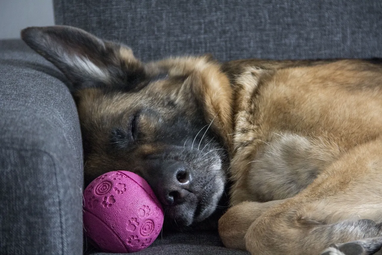 Dog Bathing and Grooming - Pet Hotels