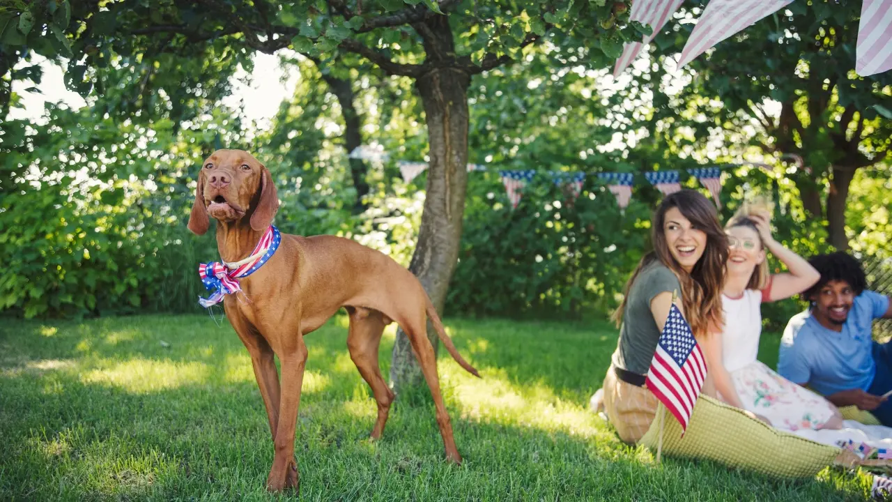 History of National Dog Day