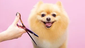 Top 10 Benefits Of Dog Grooming