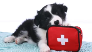 10 Essentials in Your Pet First Aid Kit