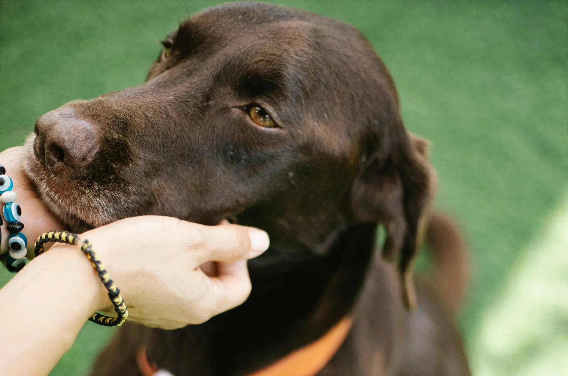 Questions to Ask a Potential Dog Trainer