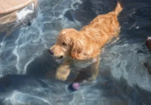 Very Important Paws Opens In-Ground Bone Shaped Pool and Play Patio