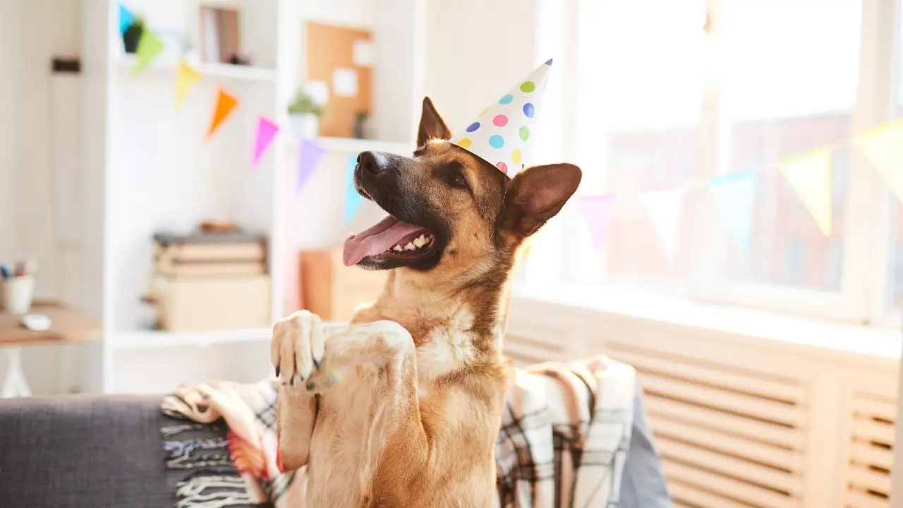 Ways to Celebrate National Dog Day