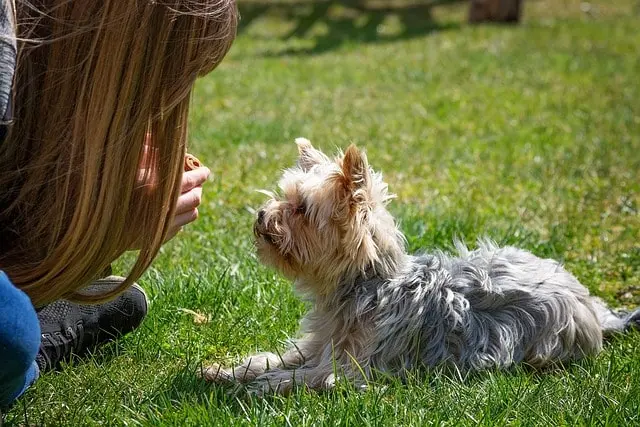 Reasons a Dog May Dislike Training