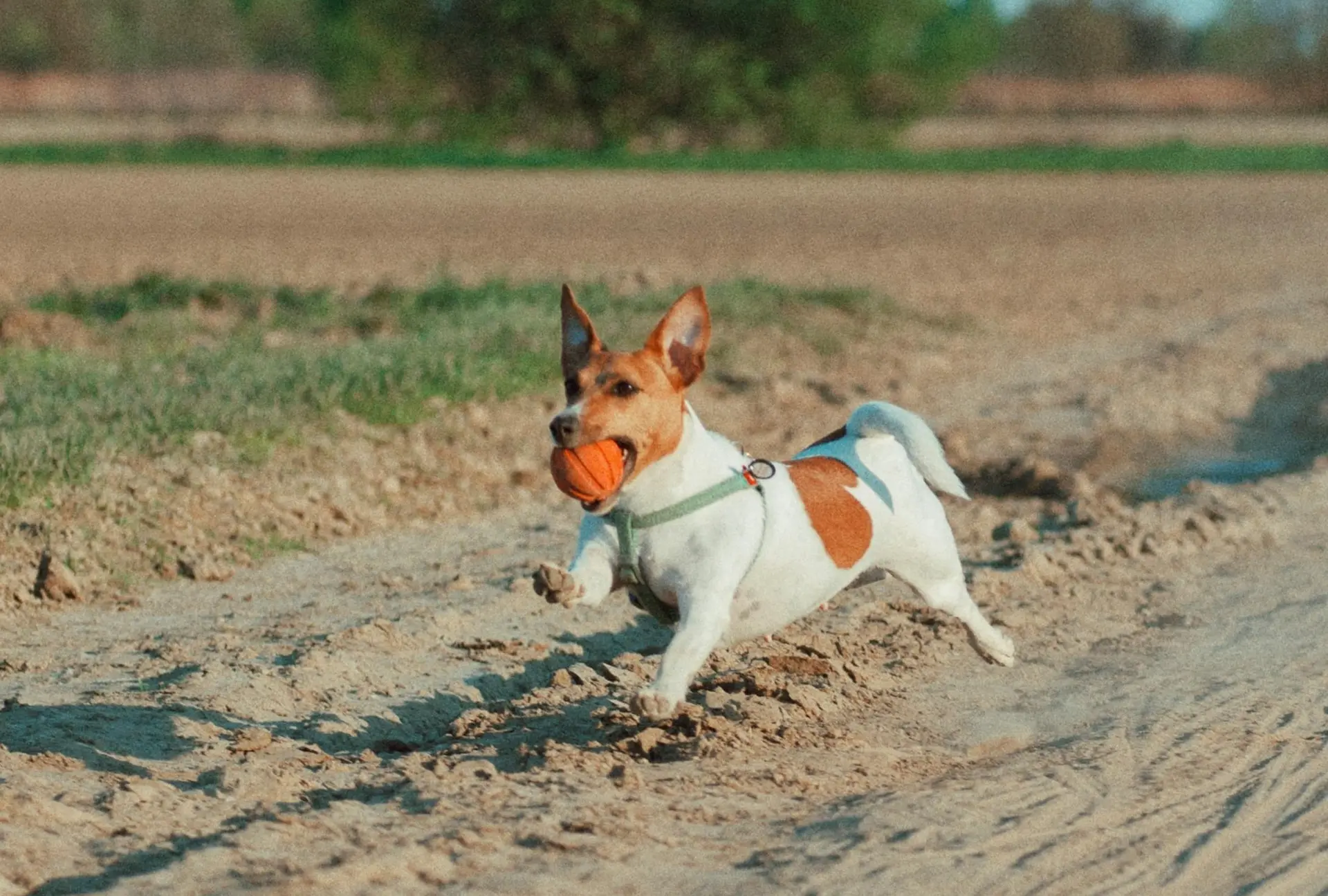 Grooming Services Offered - 7 Reasons Why Dog Hotels Are Worth Every Penny