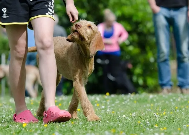 Signs Indicating You Should Consult a Professional Dog Trainer