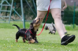 Why Your Dog Might Hate Training Classes (And How to Fix It)