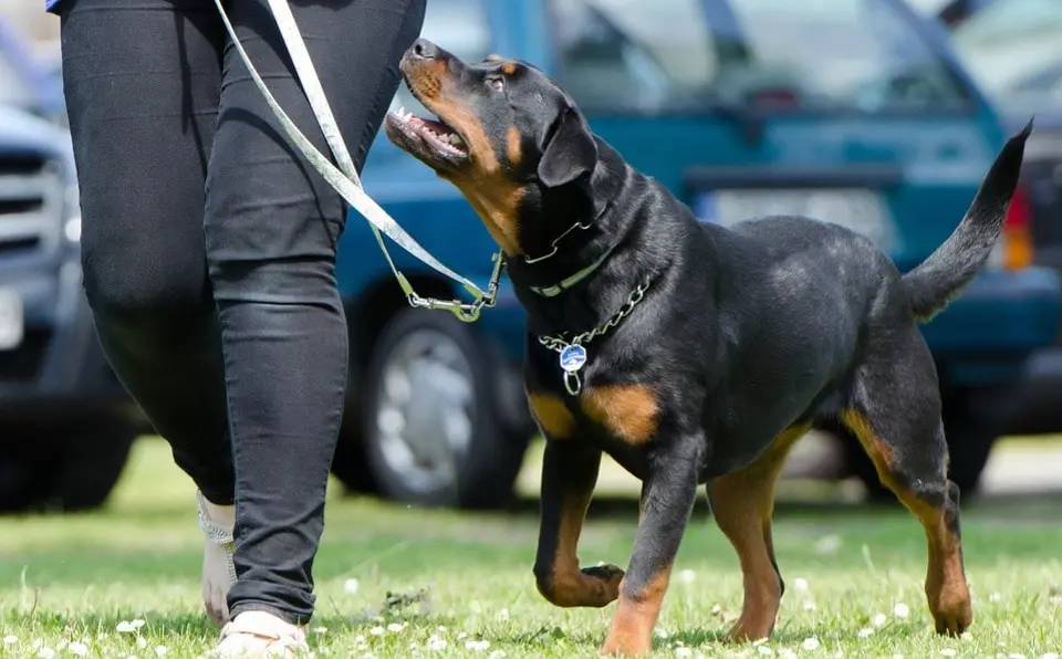 Genetic Temperament - Dog Training Classes