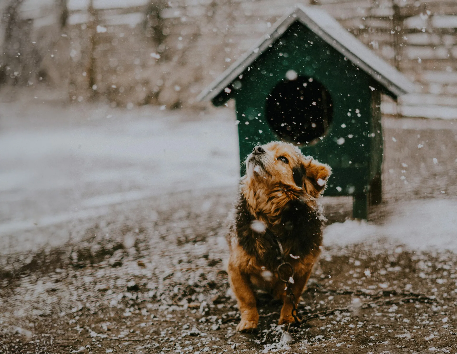 What Is a Dog Kennel?