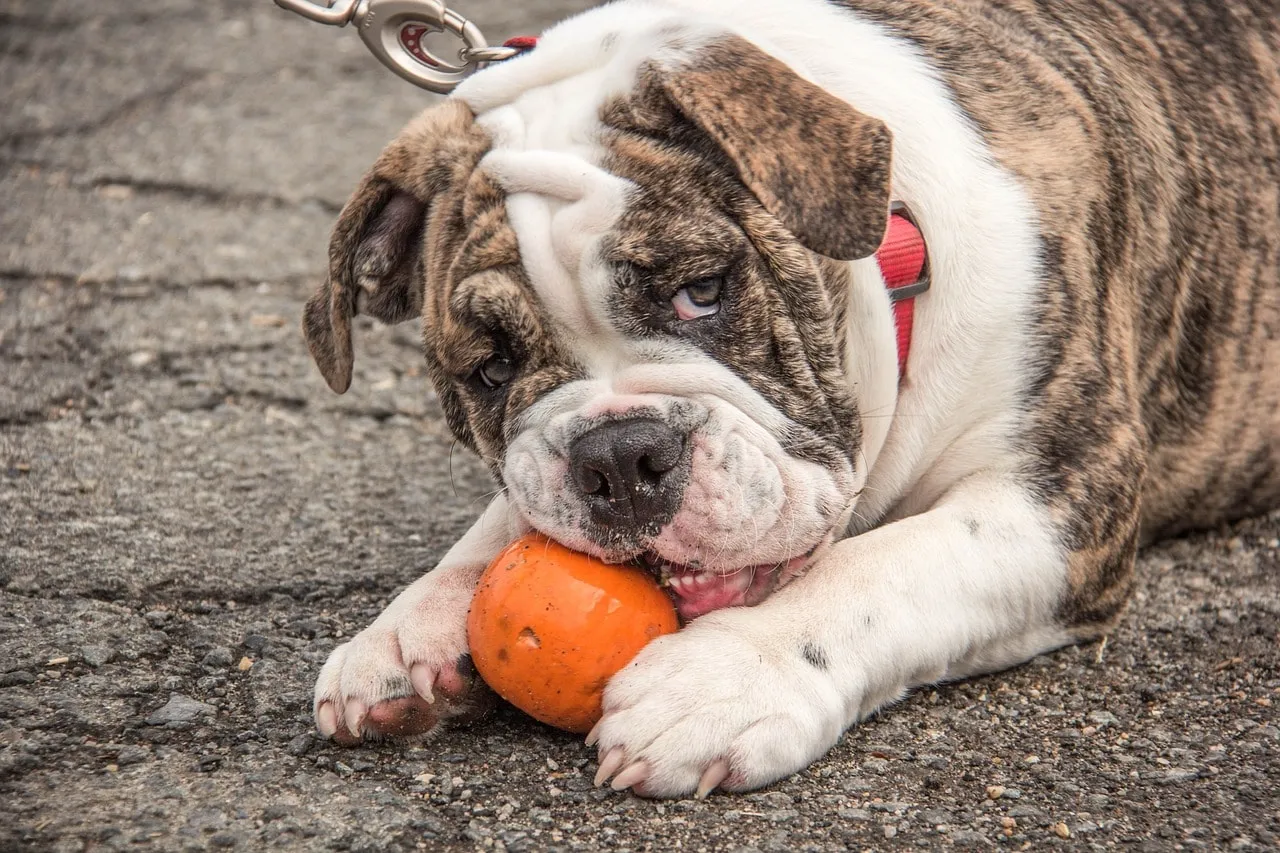 FAQs - The Health Benefits of Pumpkin for Your Dog