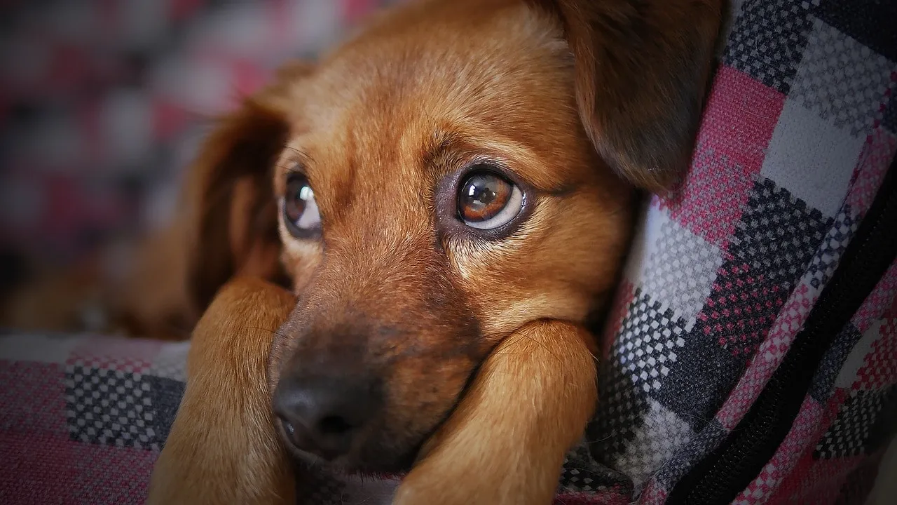 Learning Social Skills - Doggy Daycare