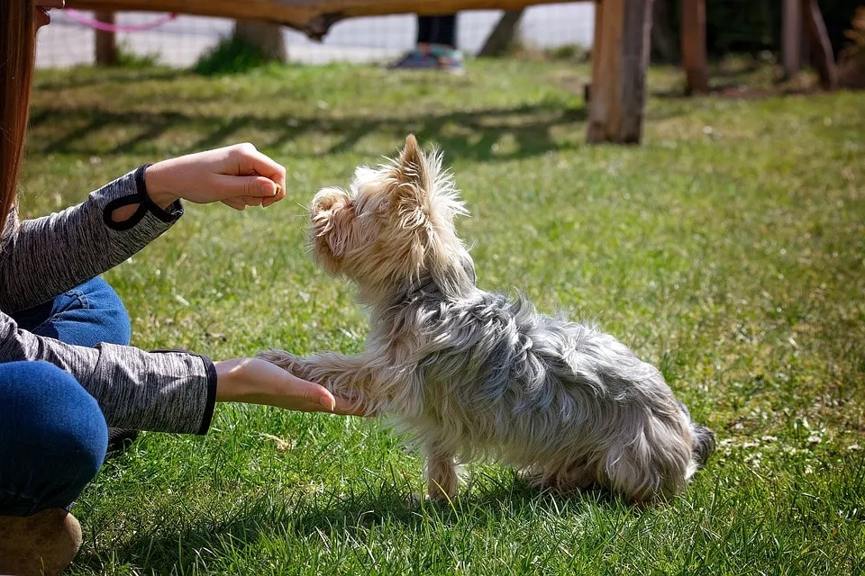 Avoid These Red Flags When Choosing a Dog Training Service