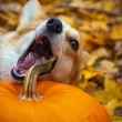 The Health Benefits of Pumpkin for Your Dog