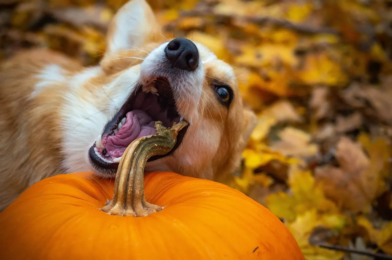 The Health Benefits of Pumpkin for Your Dog