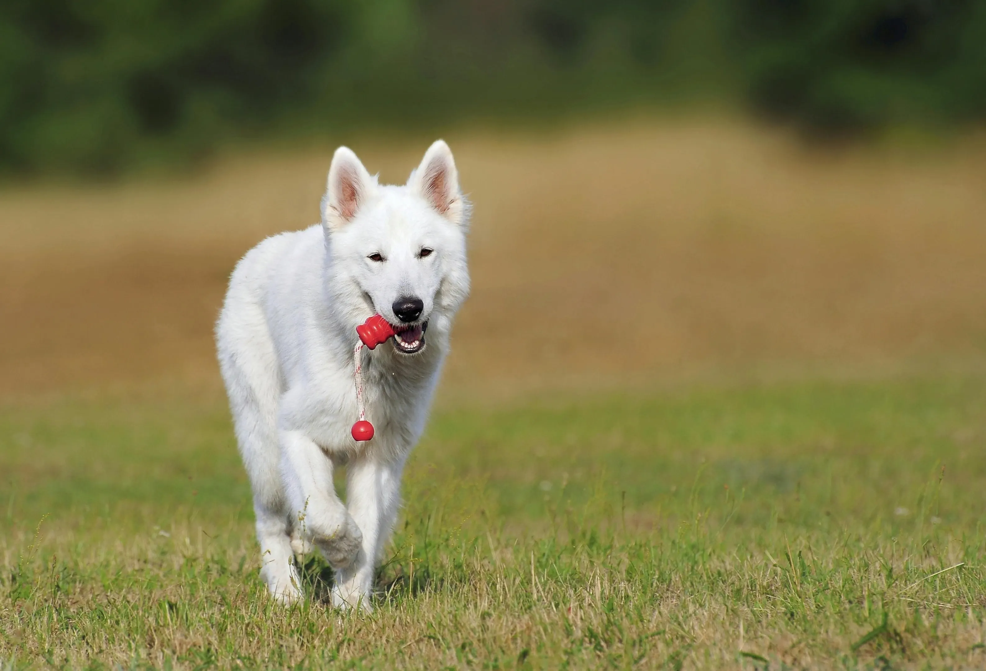 Conclusion: Avoid These Red Flags When Choosing a Dog Training Service