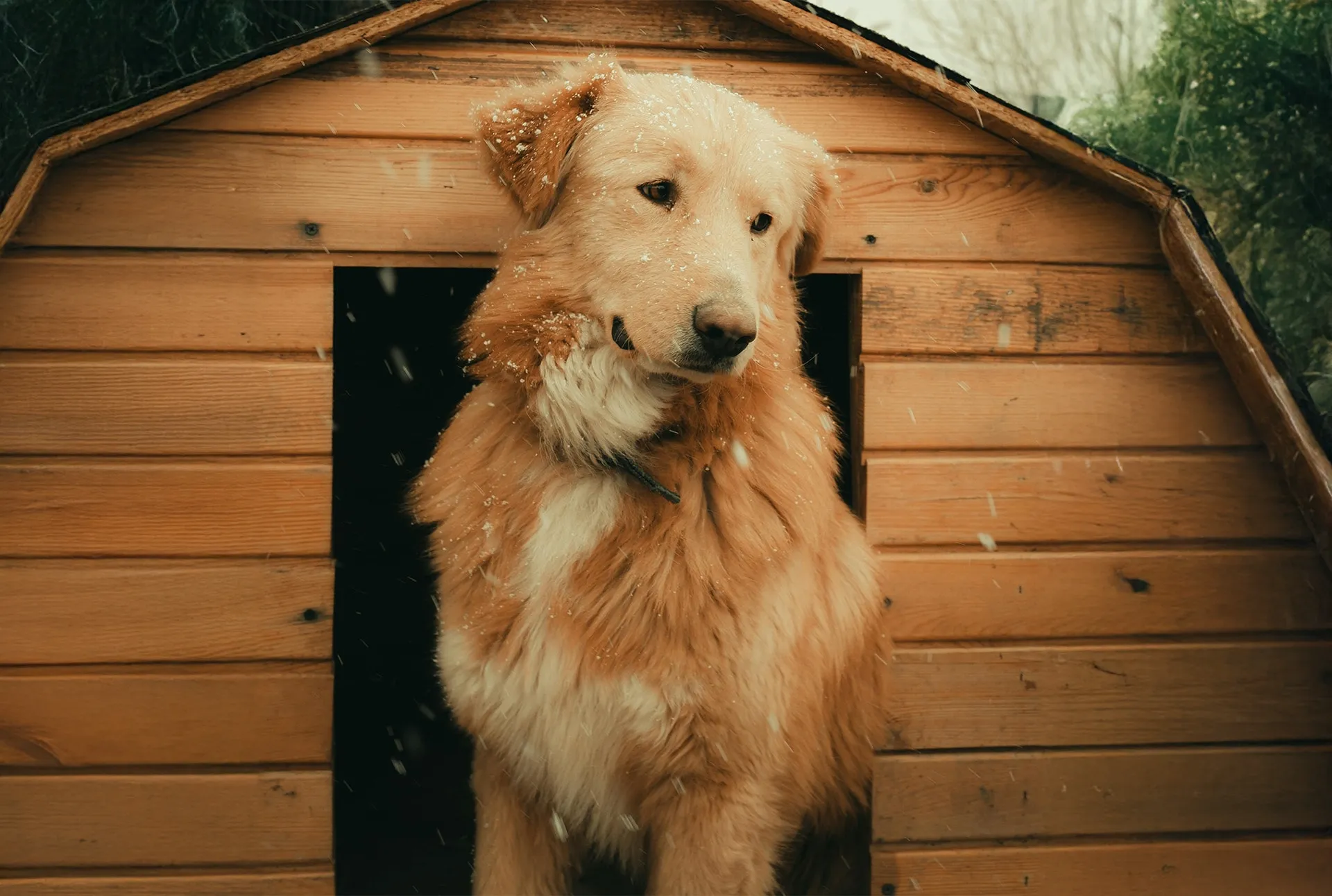 Crate Training - Dog Kennel