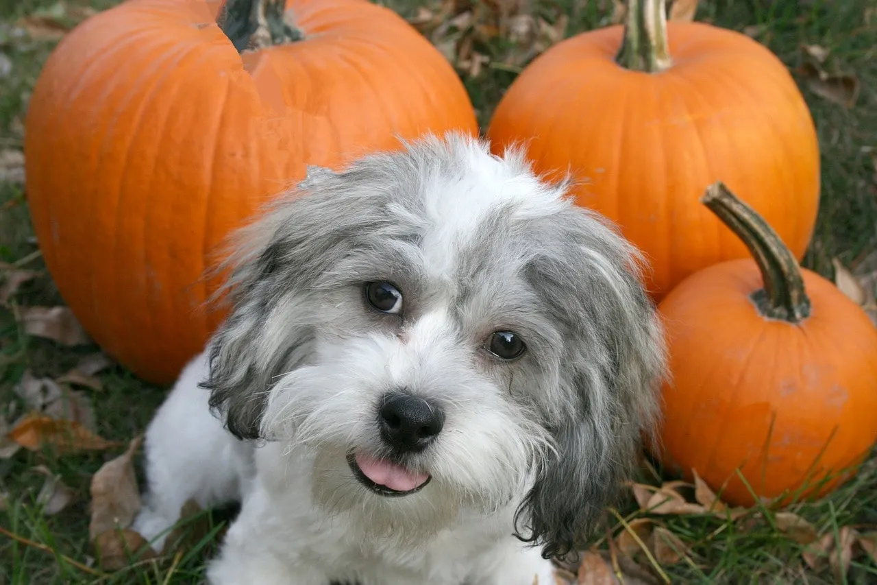 Ways to Incorporate Pumpkin into a Dog's Diet