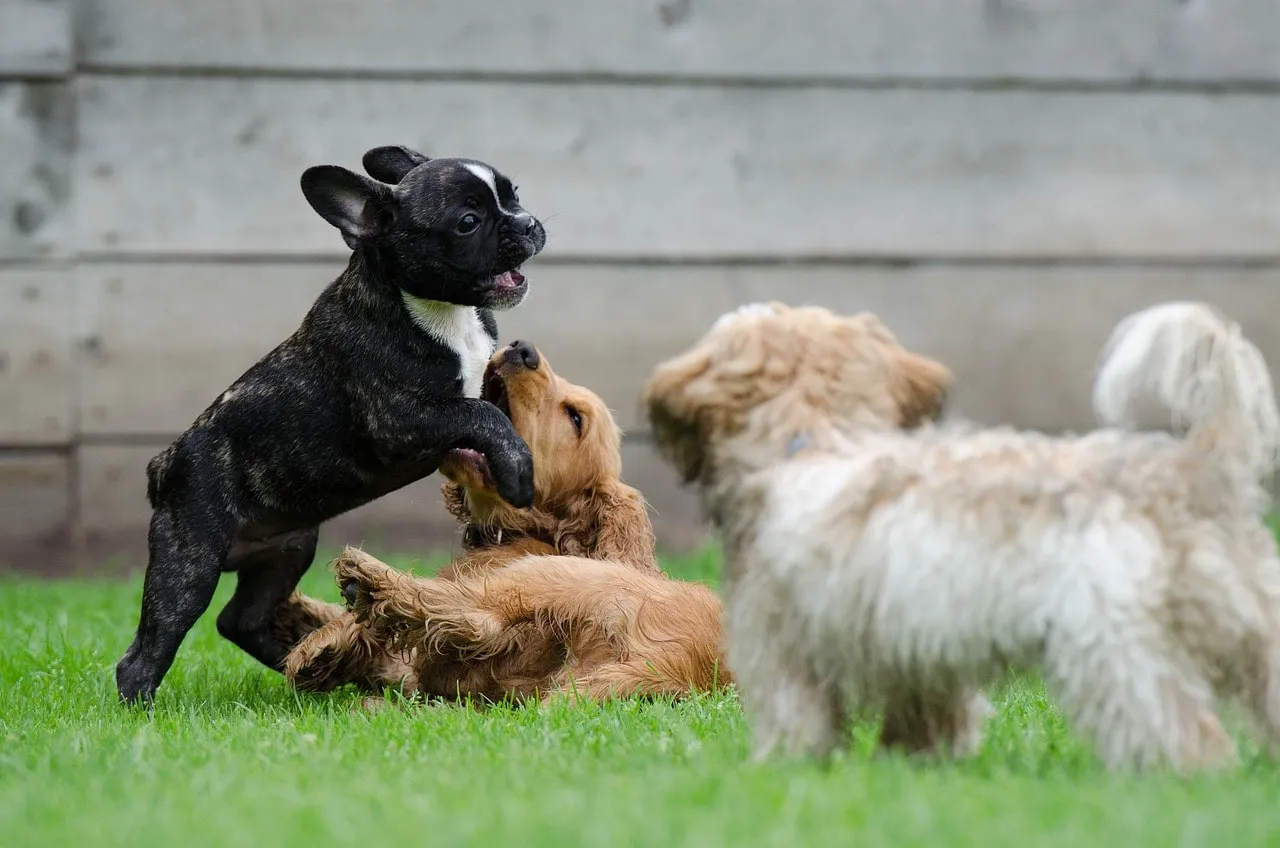 Socialization with Other Dogs 