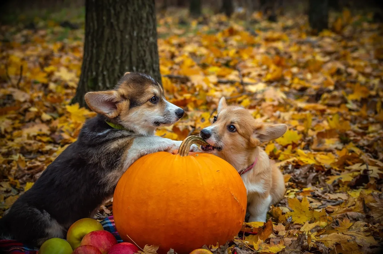 Benefits of Pumpkins for Dogs