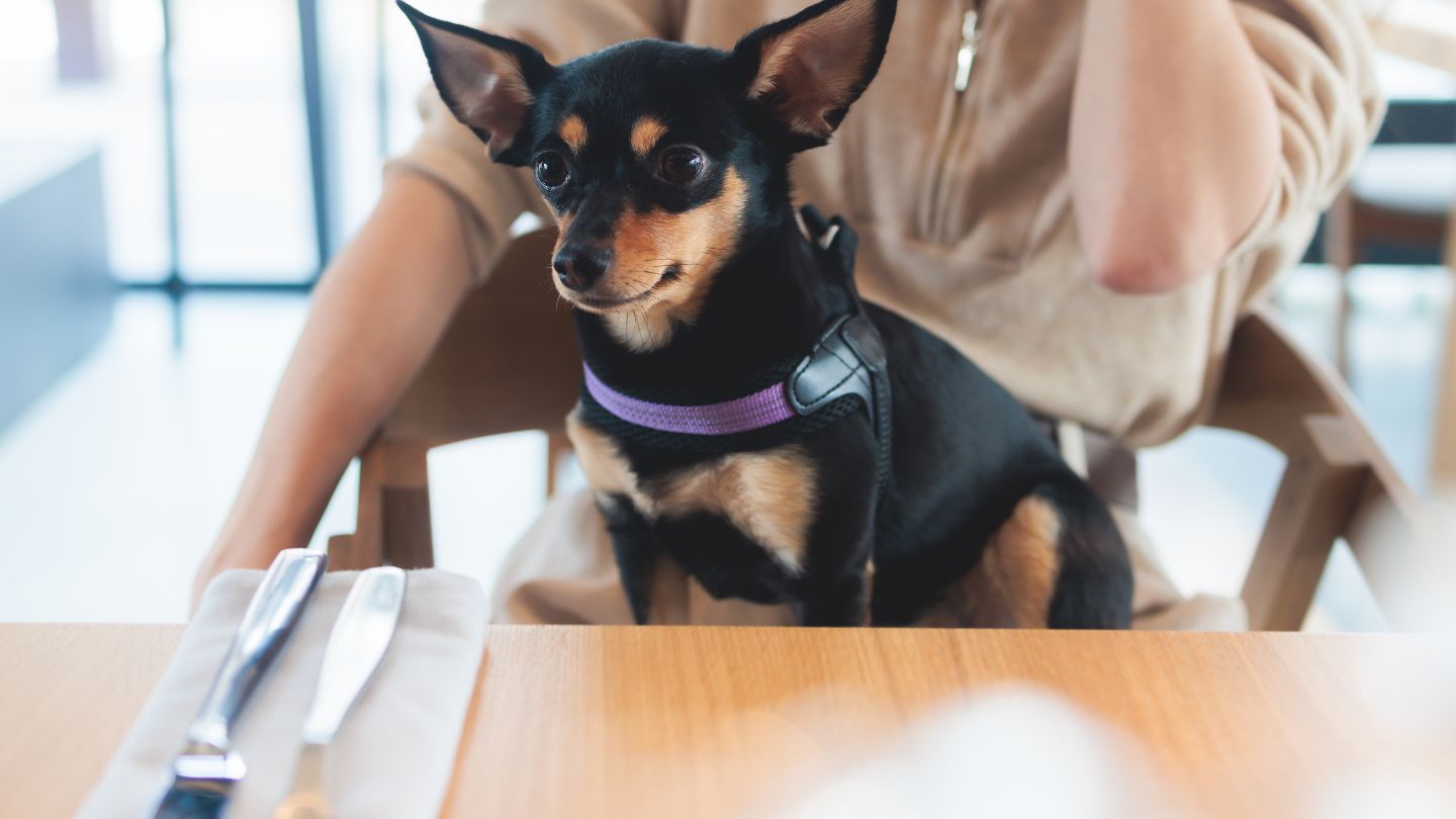 Choose the Right Restaurant for Your Dog in Palm Beach