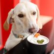 Dog-Friendly Restaurants and Cafes in Palm Beach