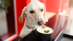 Dog-Friendly Restaurants and Cafes in Palm Beach