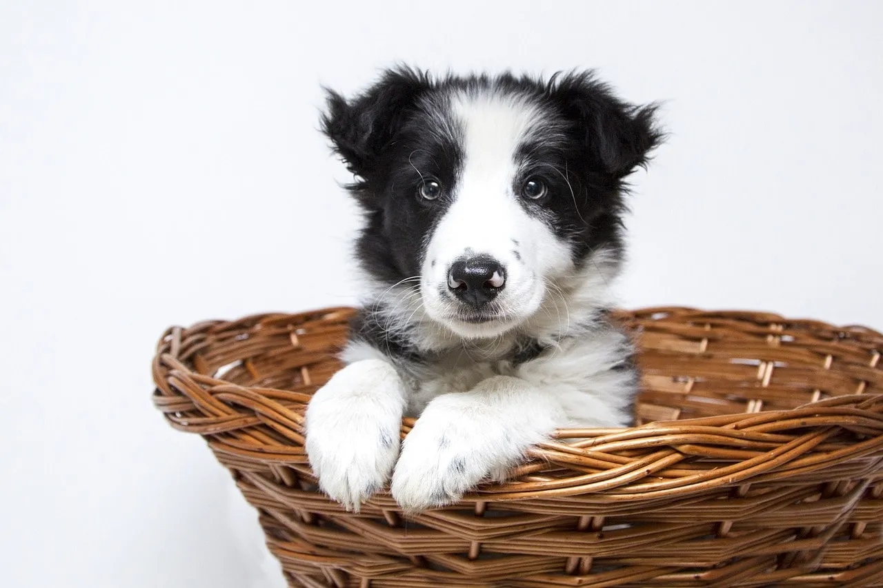 Peace of Mind - Dog Daycare