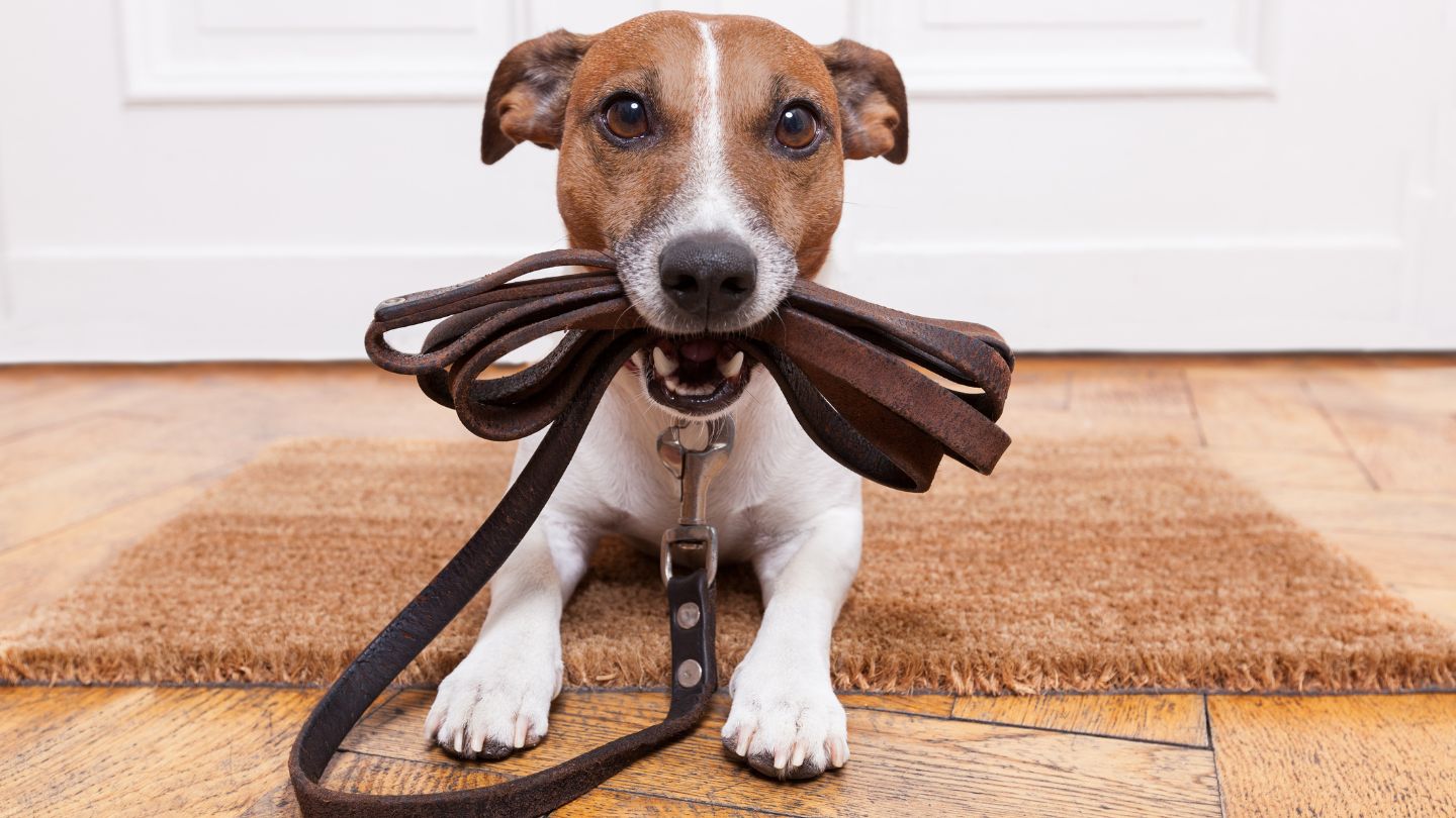 Prepare the Dog for the Outing - Dog-Friendly Restaurants and Cafes in Palm Beach