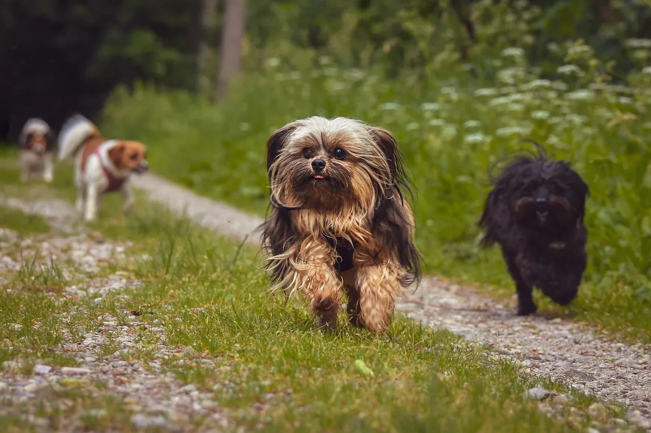 Regular Routine - Dog Daycare