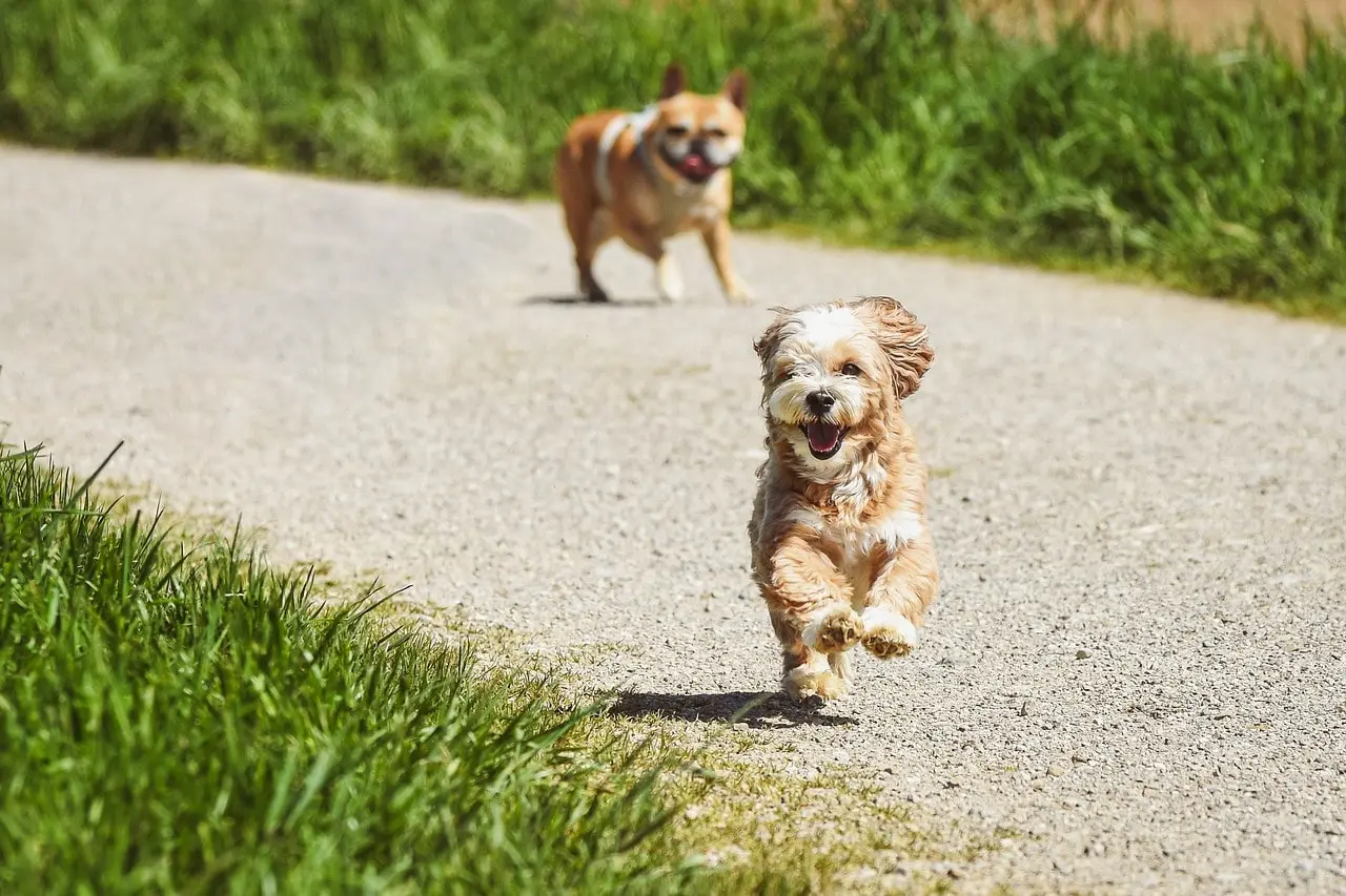 Safety - Obedience Training for Dogs