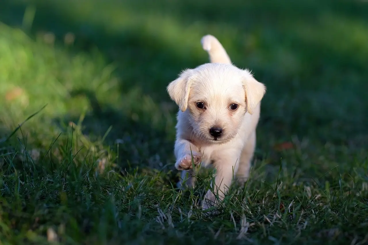 Social Skills - Obedience Training for Dogs