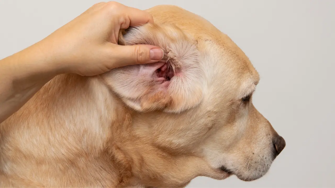 Bacterial or Yeast Infection - Dog's Ears Stink