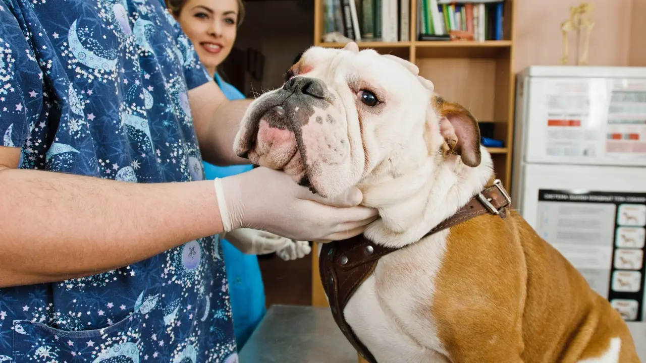 Causes of Smelly Dog Ears