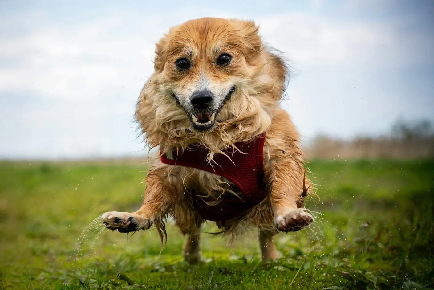 Dog Will Revert to Undesirable Behaviors