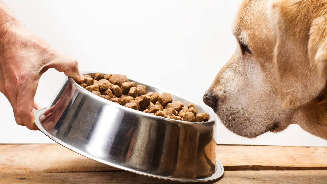 Food Rewards for Food-Motivated Dogs