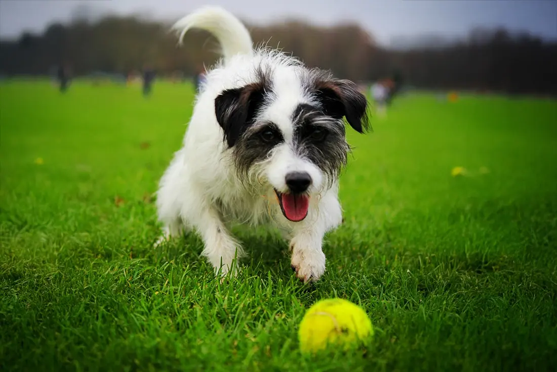 Maintaining Consistency for Successful Dog Training Sessions