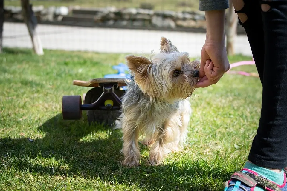 The Power of Consistency in Dog Training - Why It's Crucial for Success