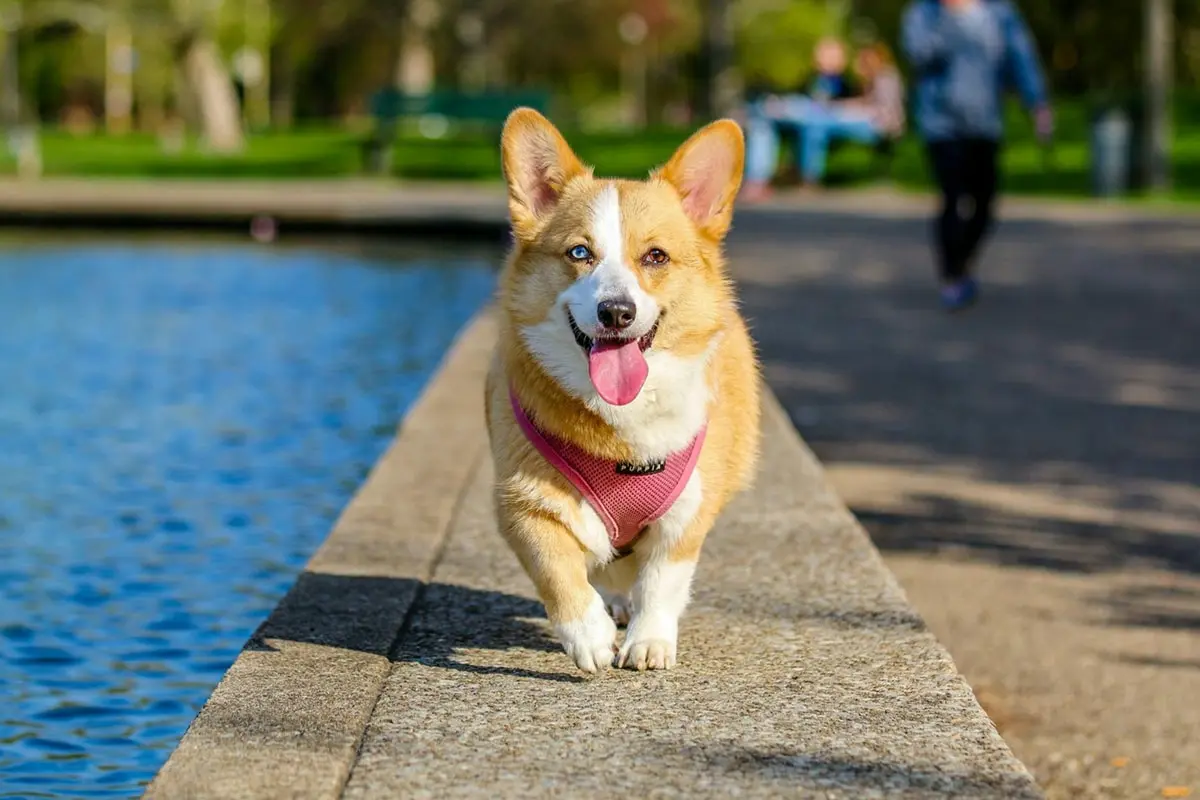 Key Signs that a Dog is Ready for a Dog Daycare Environment